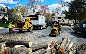 Best Tree Preservation Services  in , IA