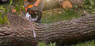 Best Tree Trimming and Pruning  in , IA