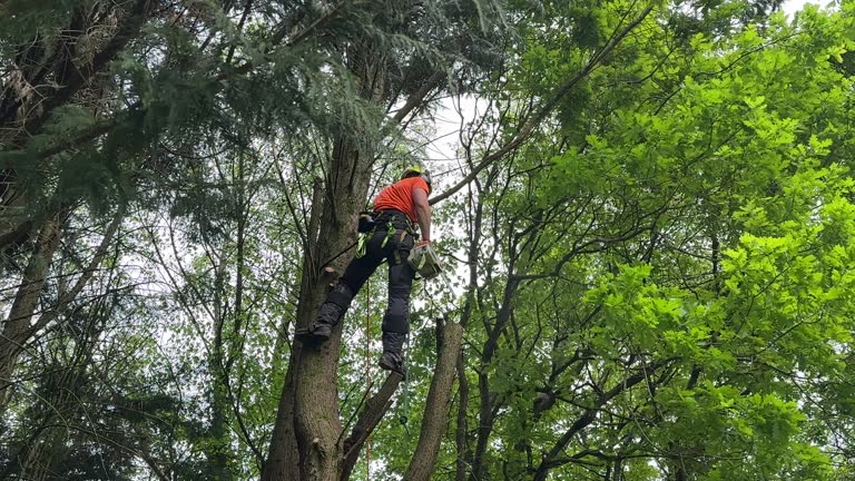 Best Fruit Tree Pruning  in , IA